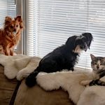 Wags-n-Whiskers Drop-In Service — Convenient pet care at your fingertips